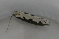 Ethmia bipunctella