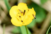 Micropterix calthella