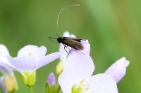 Cauchas rufimitrella