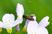 Cauchas rufimitrella