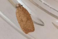Agonopterix irrorata