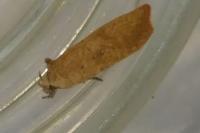 Agonopterix irrorata