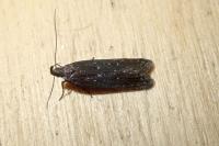 Neofaculta ericetella