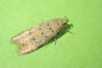 Pseudotelphusa paripunctella