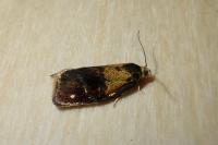 Ptycholoma lecheana