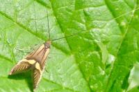 Nemophora degeerella