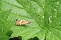 Nemophora degeerella