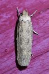 Platyedra subcinerea