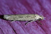 Platyedra subcinerea