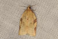 Clepsis siciliana