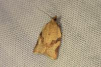 Clepsis