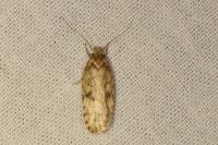Agonopterix