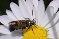 Pancalia leuwenhoekella