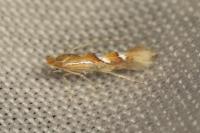 Phyllonorycter