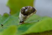 Coleophora kuehnella