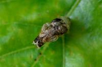 Coleophora kuehnella