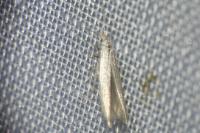 Coleophora
