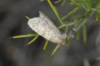 Isotrias stramentana