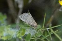 Isotrias stramentana