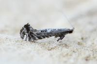 Parornix torquillella