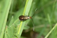 Nemophora cupriacella