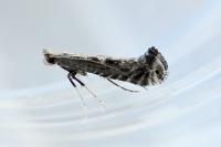 Parornix torquillella
