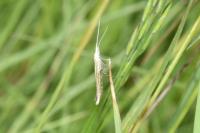 Coleophora