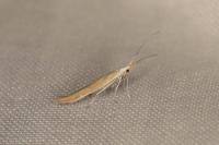 Coleophora oriolella