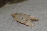 Pseudotelphusa paripunctella
