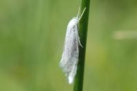Elachista argentella