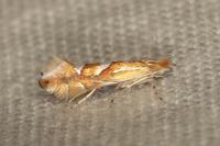 Phyllonorycter belotella