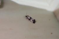 Eupoecilia angustana
