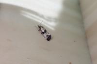 Eupoecilia angustana