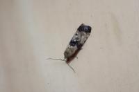 Eupoecilia angustana