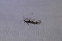 Ethmia bipunctella