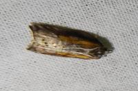 Acleris cristana