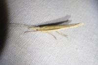 Ypsolopha mucronella