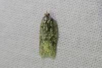 Acleris literana