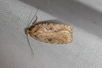 Agonopterix arenella