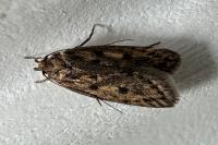 Hofmannophila pseudospretella