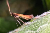 Caloptilia