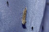 Plutella xylostella