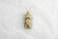 Cochylimorpha