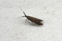 Coleophora