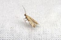 Metzneria aprilella
