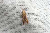 Metzneria aprilella
