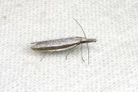 Pleurota ericella