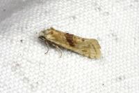 Cochylimorpha straminea/alternana