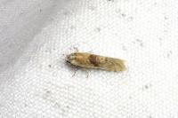 Cochylimorpha straminea/alternana
