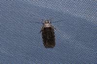 Agonopterix ciliella/heracliana